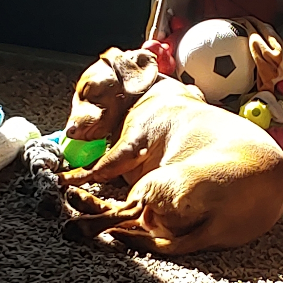 Meet your Posher, Tabatha - Picture 6 of 10